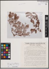 Foto von Salix caprea L. x Salix myrsinites L.
